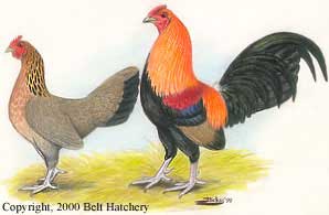 B.B. Old English Bantam