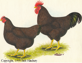 Rhode Island Red